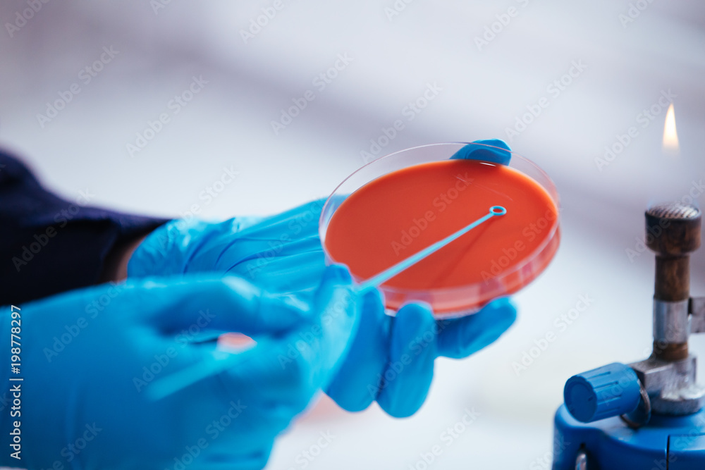 Wall mural cultivation with inoculation loop of a petri dish by hand of scientist in the laboratory