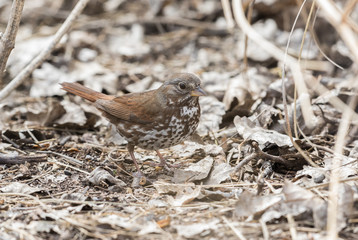 Fox Sparrow