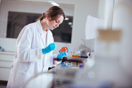 cultivation with inoculation loop of a petri dish by scientist in the laboratory
