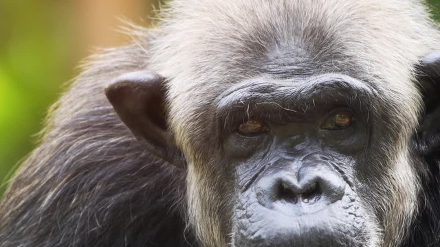 Portrait of an adult chimpanzee close-up