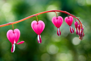 Close up of a cluster of bleeding hearts growing in the spring.Dicentra spectabilis in the garden/Pretty pink bleeding heart flowers string out on a branch - obrazy, fototapety, plakaty