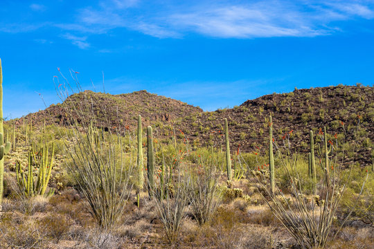 Organ Pipe Cactus National Monument in southern Arizona, showing Giant Saguaro and flowering Ocotillo cacti