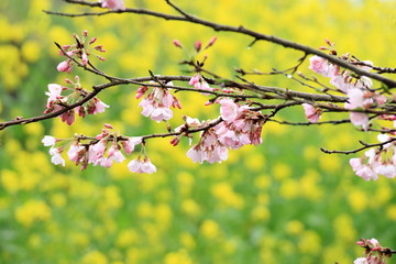 桜と菜の花