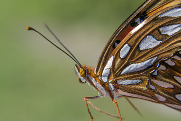 Butterfly Close-Up