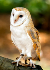 Barn Owl is the most widely species of owl, it is also referred to as the Common Barn Owl.