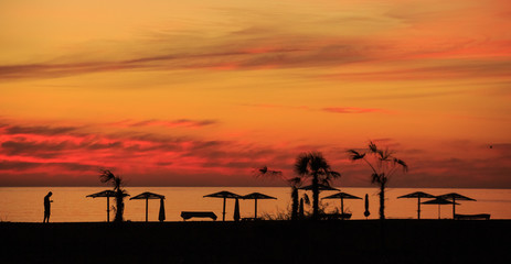 seashore in sunset sun with palm trees