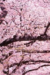 終わりかけの染井吉野