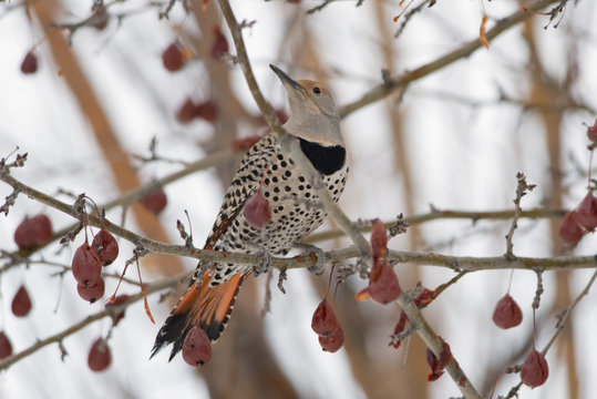 Western Norther Flicker