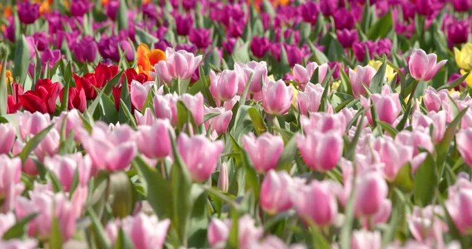 Colorful Tulip farm park