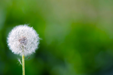 Daisy flower on blurred grass background