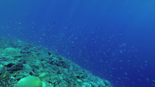 Large school of little fish swims over top coral reef in the blue water
