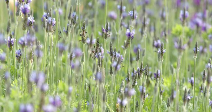 Purple lavender farm