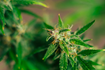 medicinal marijuana cbd thc. bud cannabis, Concepts of legalizing herbs weed, Macro shot with sugar...