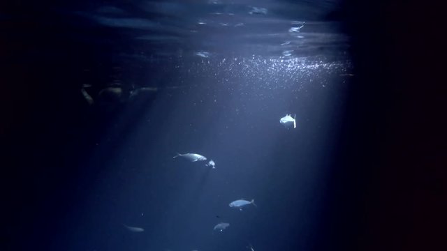 school of Yellowstripe Scads feed on plankton at night 
