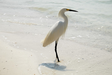 View of White Egret Against Sea Water