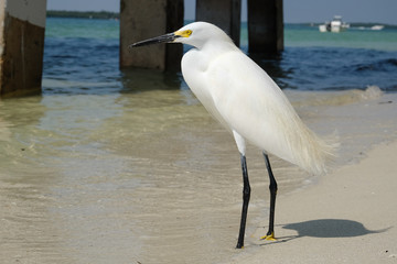 View of White Egret Against Bridge Pilars on Beach