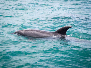 Wild Bottle Nose Dolphins Swimming Together Out to Sea near Russell, Bay of Islands, New Zealand