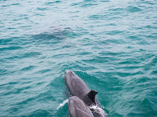 Fototapeta premium Two Wild Bottle Nose Dolphins Swimming Together Out to Sea near Russell, Bay of Islands, New Zealand