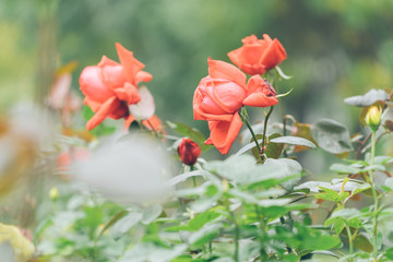 beautiful red flowers in spring