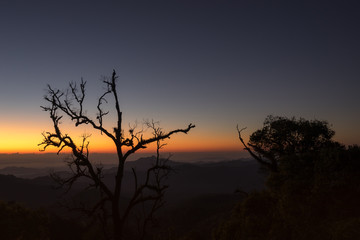 scenic of silhouette of tree on sunrise morning and fog