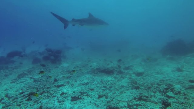 Tiger Shark - Galeocerdo cuvier swim over reef in blue water
