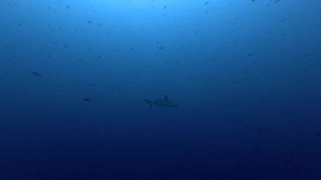 Grey reef shark swims in a blue ocean, Indian Ocean, Maldives
