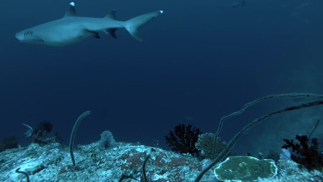 Whitetip reef shark swimming over coral reef in the deep blue, Indian Ocean, Maldives 

