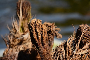 Spiny textured plants