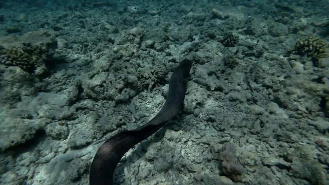 Giant moray swim over top reef 
