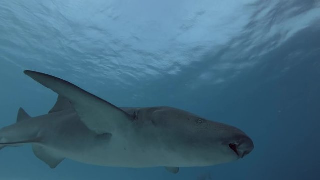 Tawny nurse shark swims in daytime over sandy bottom
