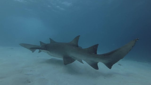 two Tawny nurse shark swims inblue water over sandy bottom
