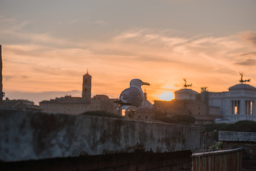 Obraz premium bird at sunset with the Roman Forum d background