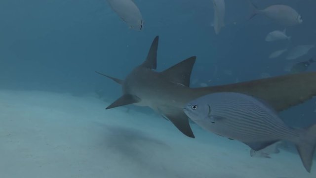 Tawny nurse shark swims in school of Brassy Chub 
