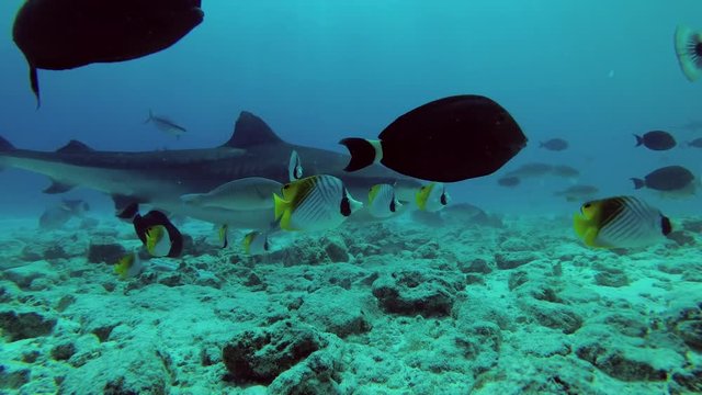 Tiger Shark swim over reef 
