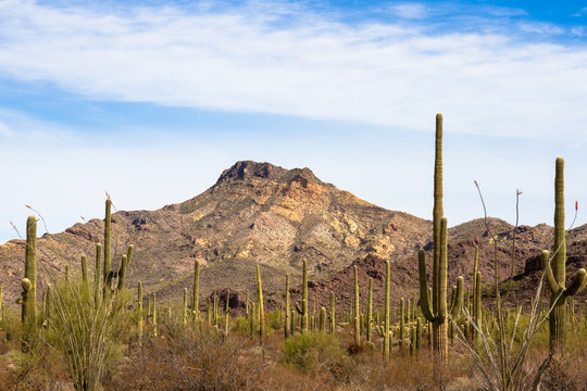 A forest of Giant Saguaro cacti at Organ Pipe Cactus National Monument in southern Arizona, showing the rugged landscape and flowering Ocotillo