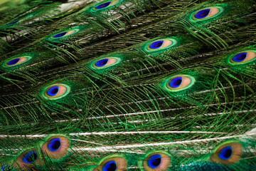 Fototapeta premium Peacock green and blue plumage