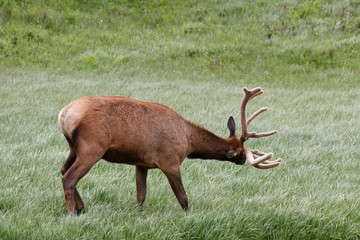 Elk Stag Head-butting Rocky Mountain National Park