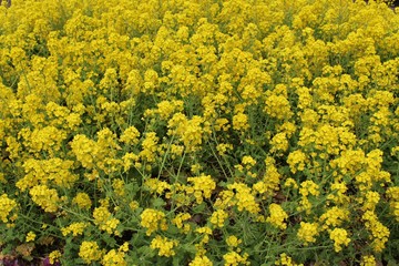 菜の花畑/春到来の千葉といえば菜の花。千葉県の観光名所と言えば、やはり房総半島が一番に挙げられます。房総半島は黒潮などの影響を受け、関東の中でも比較的暖かく、春先には多くの花が咲き乱れます。特に菜の花が咲き誇るスポットとしても有名です。 菜の花の菜とは食用の意味であり、菜の花とは食用の花の意味である。春、一面に広がる菜の花畑は壮観で、代表的な春の風物詩でもある。