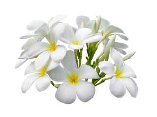Obraz na płótnie Canvas Tropical flowers frangipani (plumeria) isolated on white background
