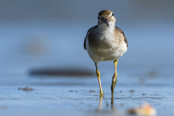 Curious young spotted sand piper hunts for breakfast on an early morning in Costa Rica
