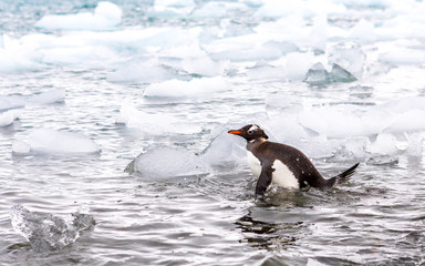 Obraz premium Beautiful landscape and scenery in Antarctica