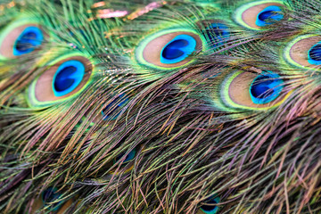 Feathers of a peacock close