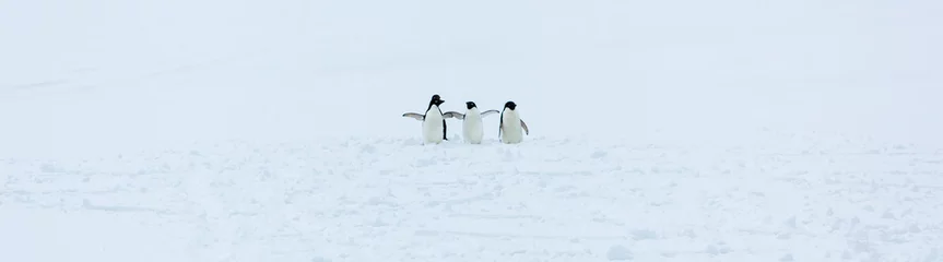 Foto op Aluminium Prachtig landschap en landschap op Antarctica © marabelo