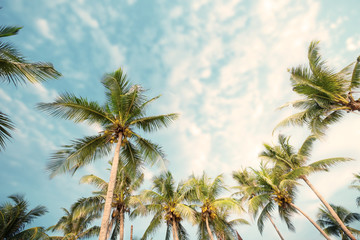 Fototapeta na wymiar Palm tree on tropical beach with blue sky and sunlight in summer, uprisen angle. vintage instagram filter effect