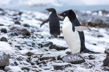 Beautiful landscape and scenery in Antarctica
