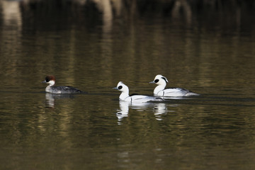 ミコアイサ小群(smew)