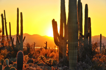 Saguaro Sunset