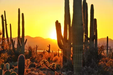 Poster Saguaro-zonsondergang © John Hoffman
