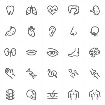 Mini Icon set – Human Anatomy icon vector illustration