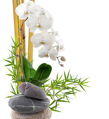 bambou, orchidée blanche et galets